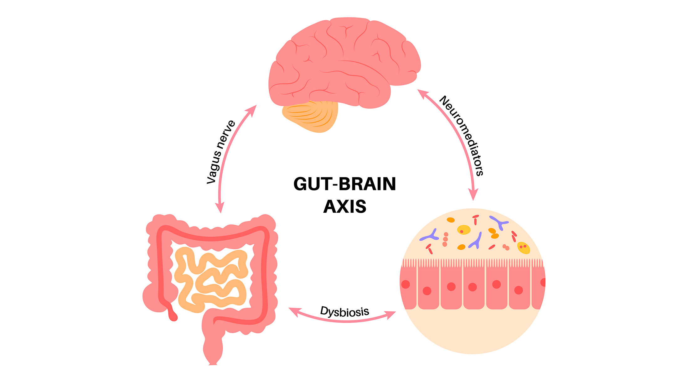 Gut-brain axis illustration