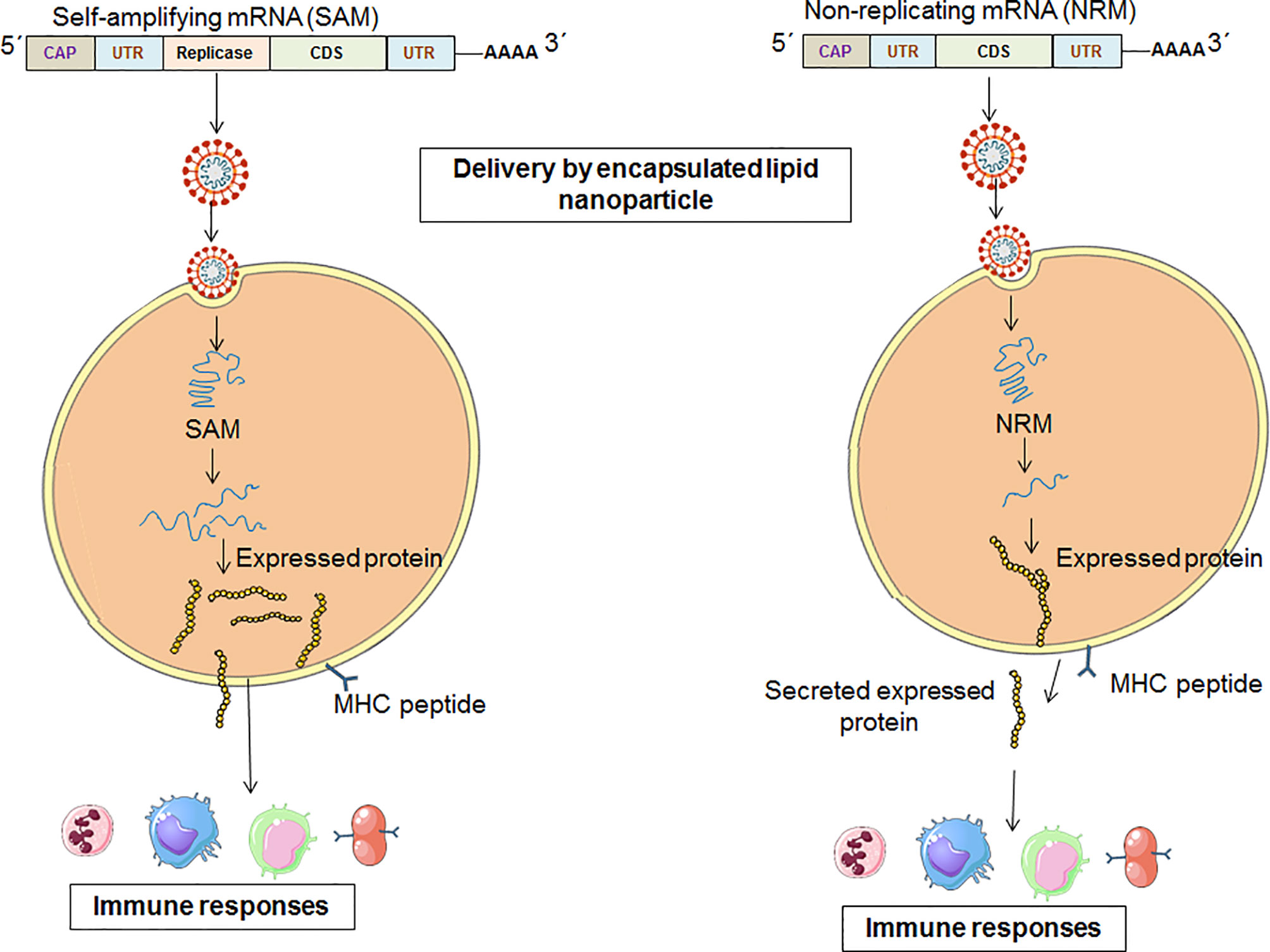 Immune response activation