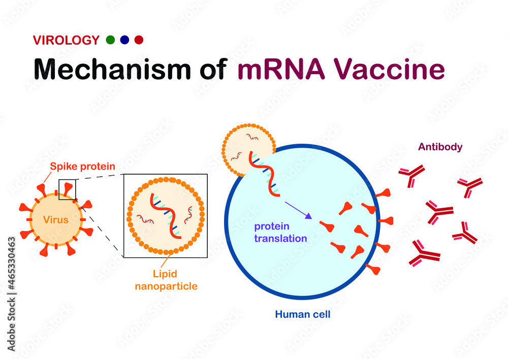 mRNA vaccine structure diagram